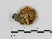 登錄號:F0013989藏品圖，第4張
