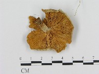 登錄號:F0013990藏品圖，第3張