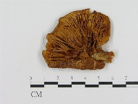 登錄號:F0013991藏品圖，第3張