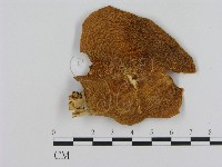 登錄號:F0013992藏品圖，第1張