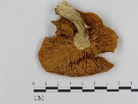 登錄號:F0013992藏品圖，第3張