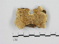 登錄號:F0013994藏品圖，第1張