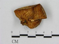 登錄號:F0013996藏品圖，第3張