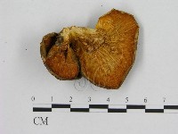 登錄號:F0013997藏品圖，第3張