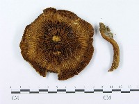 登錄號:F0014005藏品圖，第1張