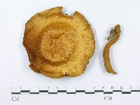 登錄號:F0014005藏品圖，第3張