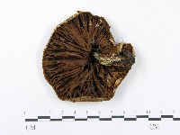 登錄號:F0014006藏品圖，第1張