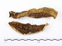 登錄號:F0014007藏品圖，第1張