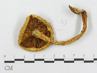 登錄號:F0014008藏品圖，第3張