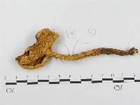 登錄號:F0014009藏品圖，第1張