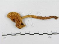 登錄號:F0014009藏品圖，第3張