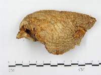 登錄號:F0014010藏品圖，第3張