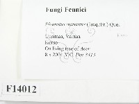 糙皮側耳藏品圖，第2張