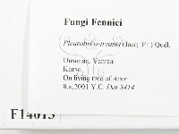 糙皮側耳藏品圖，第2張