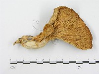 糙皮側耳藏品圖，第1張