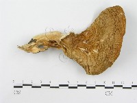 糙皮側耳藏品圖，第3張