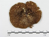 登錄號:F0014014藏品圖，第1張