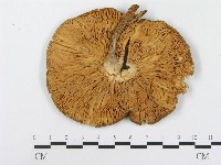 登錄號:F0014014藏品圖，第3張