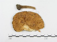 登錄號:F0014015藏品圖，第3張