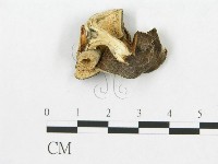 登錄號:F0014016藏品圖，第1張