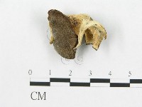 登錄號:F0014016藏品圖，第3張