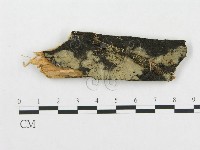 登錄號:F0014017藏品圖，第1張