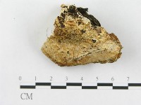 登錄號:F0014023藏品圖，第1張