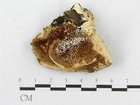 登錄號:F0014023藏品圖，第3張