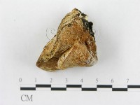 登錄號:F0014023藏品圖，第4張