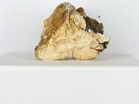 登錄號:F0014023藏品圖，第5張