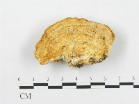 登錄號:F0014024藏品圖，第1張