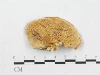 登錄號:F0014024藏品圖，第3張