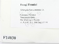 裂褶菌藏品圖，第2張