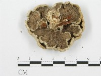 裂褶菌藏品圖，第3張