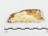 登錄號:F0014035藏品圖，第1張