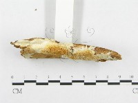 登錄號:F0014035藏品圖，第4張