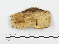 登錄號:F0014038藏品圖，第1張
