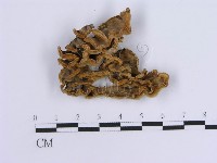 登錄號:F0014039藏品圖，第3張