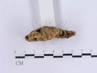 登錄號:F0014039藏品圖，第4張