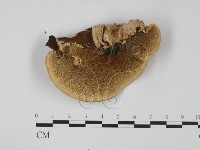 登錄號:F0014043藏品圖，第1張