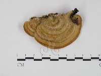 登錄號:F0014043藏品圖，第3張