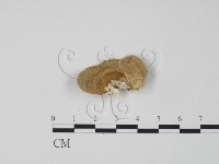 登錄號:F0014045藏品圖，第3張