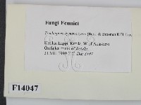 館號:F0014047藏品圖，第2張