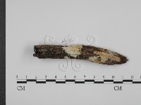 館號:F0014047藏品圖，第3張