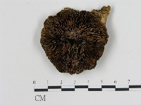 登錄號:F0014055藏品圖，第1張