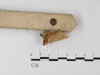 登錄號:F0014061藏品圖，第3張