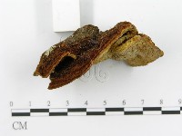 登錄號:F0014069藏品圖，第4張