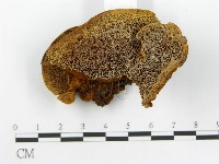 登錄號:F0014069藏品圖，第5張