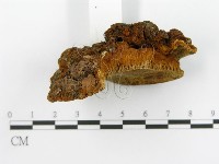 登錄號:F0014069藏品圖，第6張