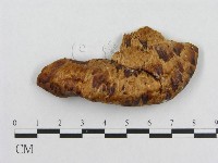 寬鱗多孔菌藏品圖，第3張
